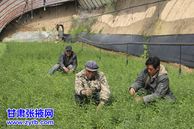 民樂縣大力發(fā)展現(xiàn)代農(nóng)業(yè)紀(jì)實 食用農(nóng)產(chǎn)品初加工結(jié)碩果